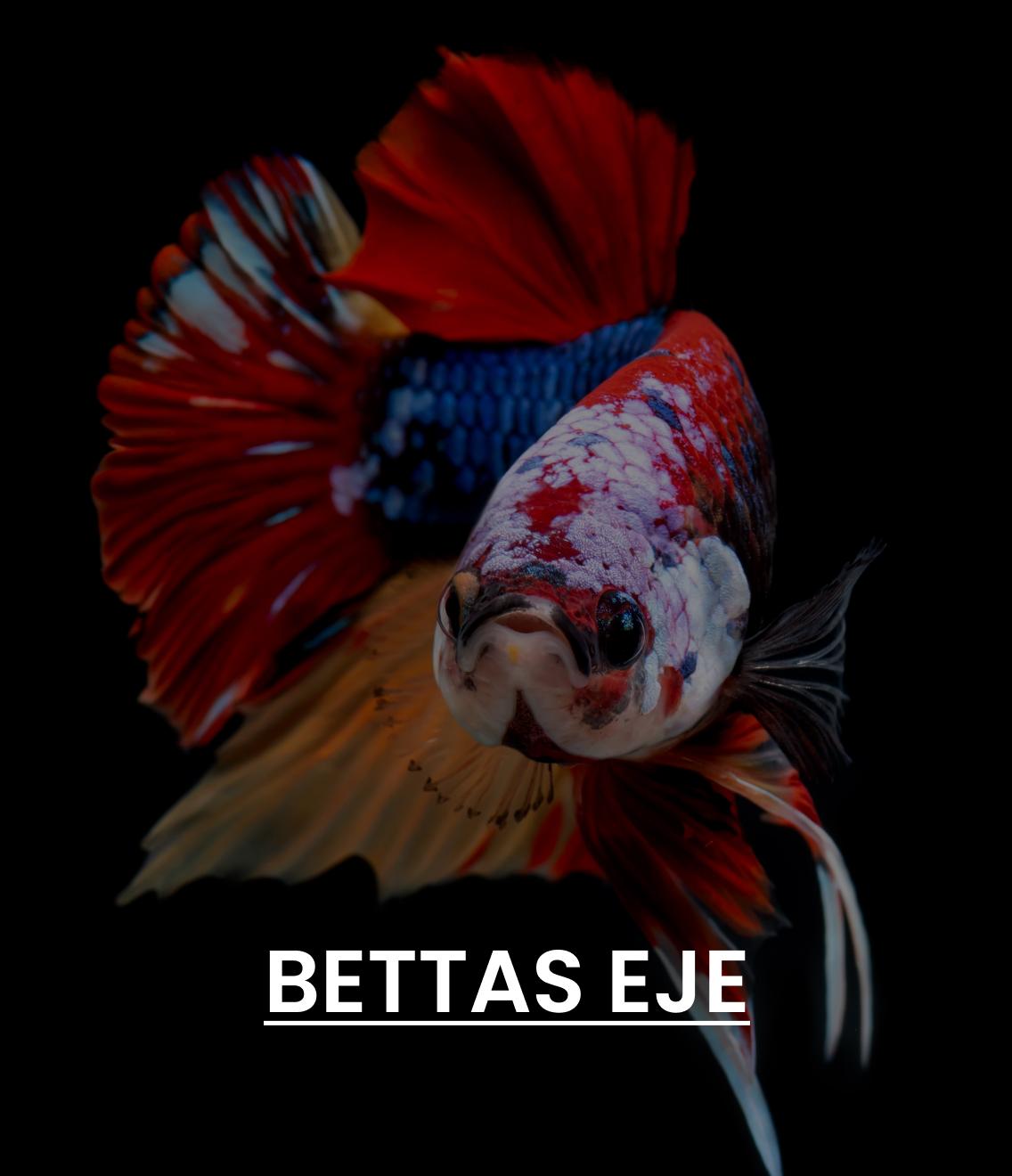 Eje Beta Fish