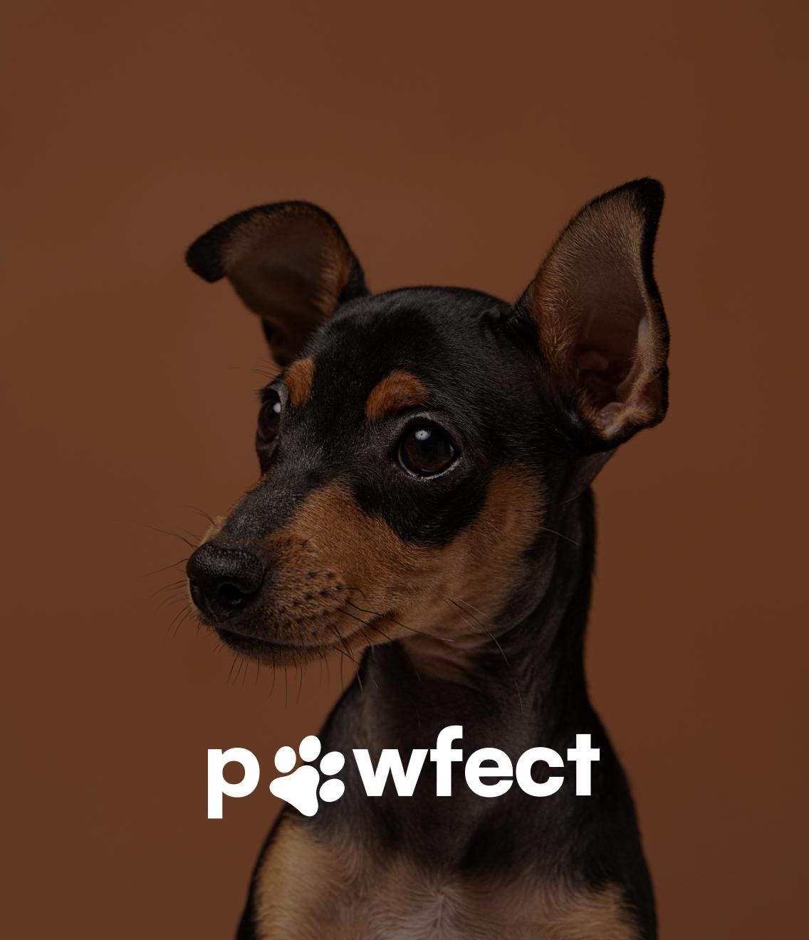 Pawfect Pet Store